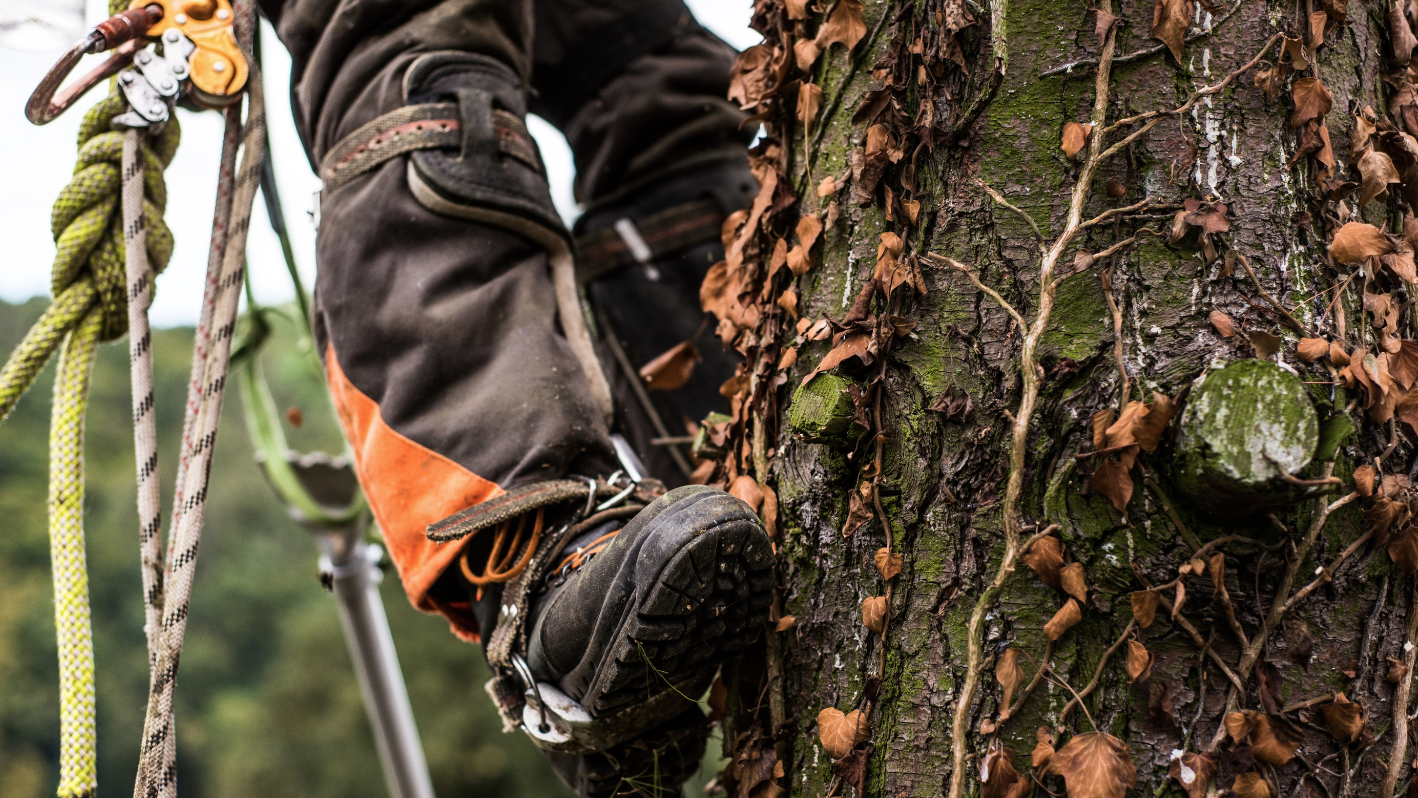 Arborist climbing tree with safety gear and ropes near mossy bark