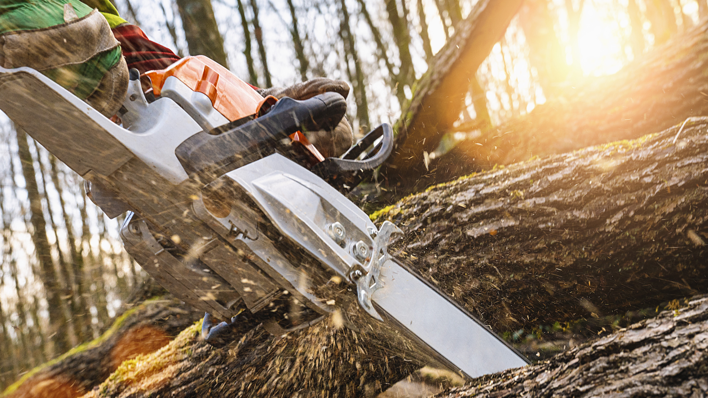 Chainsaw cutting through a tree trunk in a sunlit forest