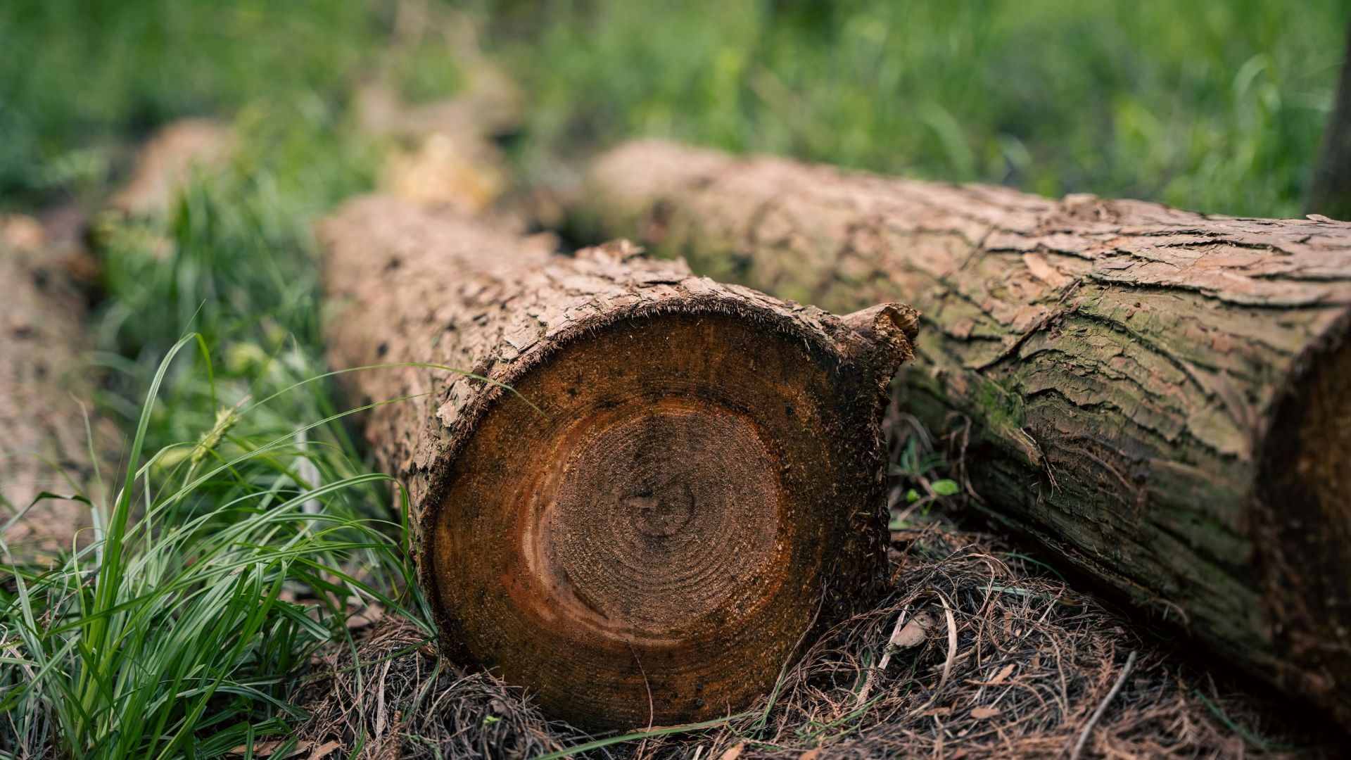 Industrial grinder processing brush and timber during lot clearing