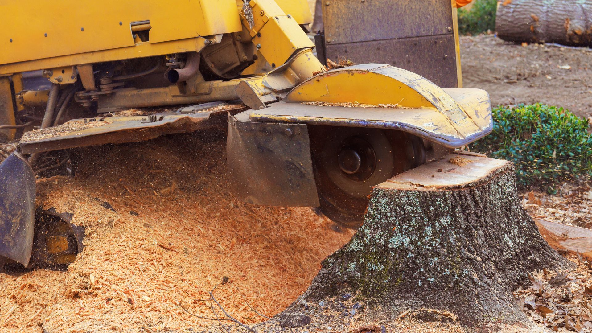 Healthy mature trees maintained by professional tree services in Maryland